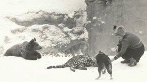 НАСТОЯЩИЙ ГЕРОИЗМ: История Блокадного зоопарка