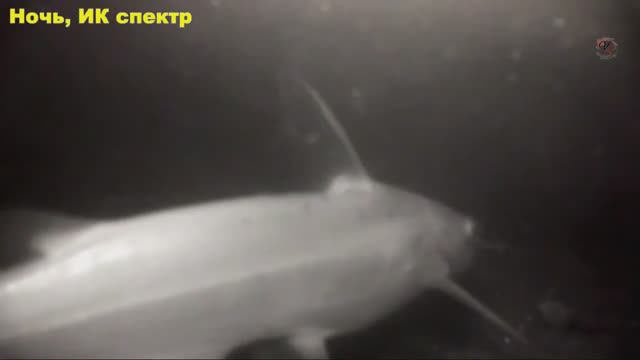 Ночная рыбалка, ловля канального сомика и тиляпии , поплавочная удочка, поплавок- светлячок, Fishing смотреть онлайн