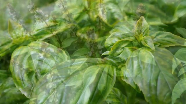 Выращивание мяты и базилика в теплице как бизнес идея смотреть онлайн