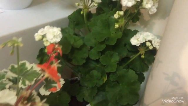 Выставка пеларгоний в Москве (часть 1) Уже ль та самая герань? смотреть онлайн