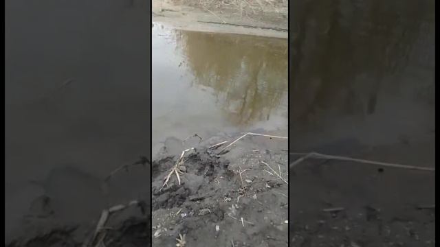 Встреча с норкой на рыбалке! смотреть онлайн