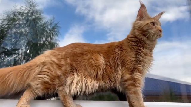 кот порода мейн-кун д. р. 12 декабря 2022 г смотреть онлайн