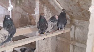 Кировоградские голуби.