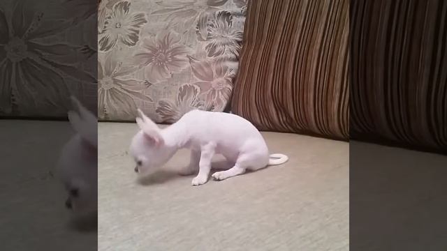 Мини чихуахуа Милана. Учим команду сидеть и лежать. смотреть онлайн