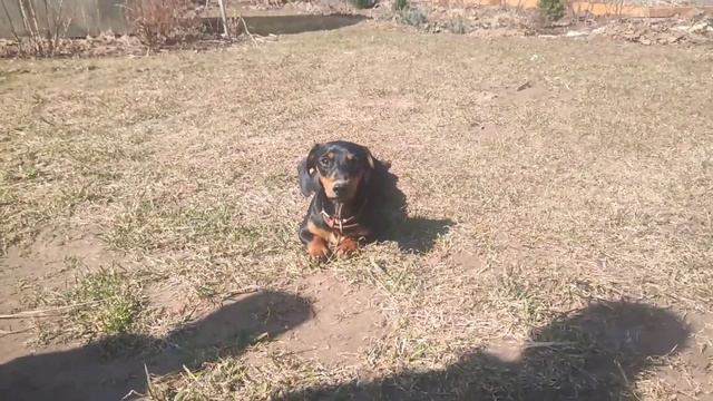 Такса Тома позирует на камеру (устала после игры в "догонялки") смотреть онлайн