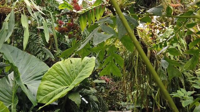 Легкие планеты. Где фабрика кислорода? смотреть онлайн