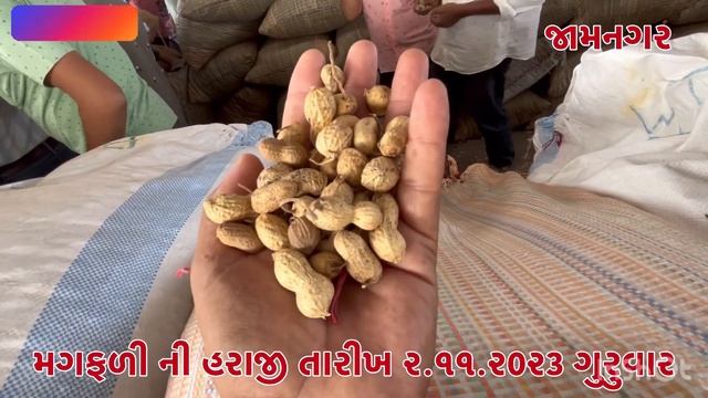 મગફળી ના બજાર ભાવ / 02/11/2023 મગફળીના આજના બજાર ભાવ જામનગર મગફળી ના બજાર / jamnagar marketing yar смотреть онлайн