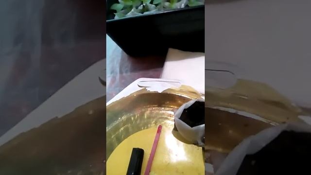 2019 01 12 Пикировка комнатного перца "Огонёк" смотреть онлайн