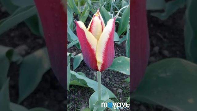 #shorts?Его Величество ТЮЛЬПАН!) /Цветущие Тюльпаны у меня на даче, 16.05.21./Tulips смотреть онлайн