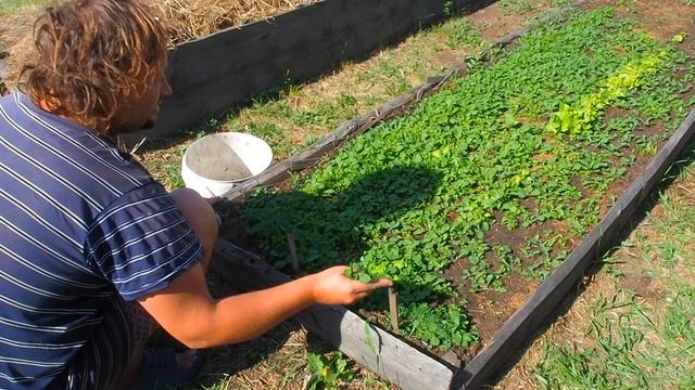 ЗАКУСКА своими руками, ПРОПАЛЫВАЕМ ГРЯДКИ от сорняков, мукбанг пончиков, сушим ПОСТЕЛЬНОЕ БЕЛЬЁ смотреть онлайн