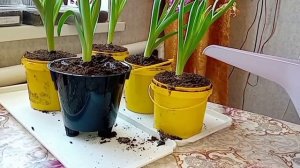 Пересаживаю Геоцинты после цветения  и сею семена Годеции 17 марта