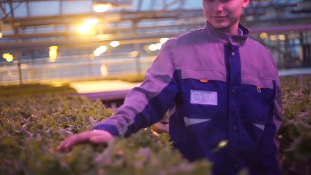 Фитосветильники ECOLED-BIO для тепличных комплексов и фермерских теплиц смотреть онлайн