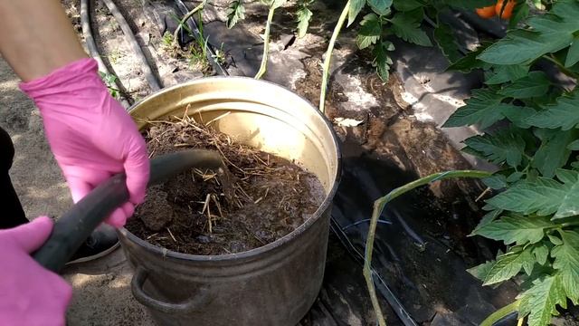 КАК ПРИГОТОВИТЬ КУРИНЫЙ ПОМЁТ ДЛЯ ПОДКОРМКИ РАСТЕНИЙ смотреть онлайн