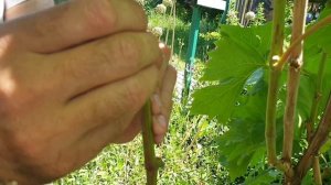 Как прививать Виноград Зеленым в Зеленое. Более детальное видео. Прививка Винограда.