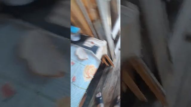 Чем кормить лабрадора | Собака лабрадор ест блинчики по команде смотреть онлайн