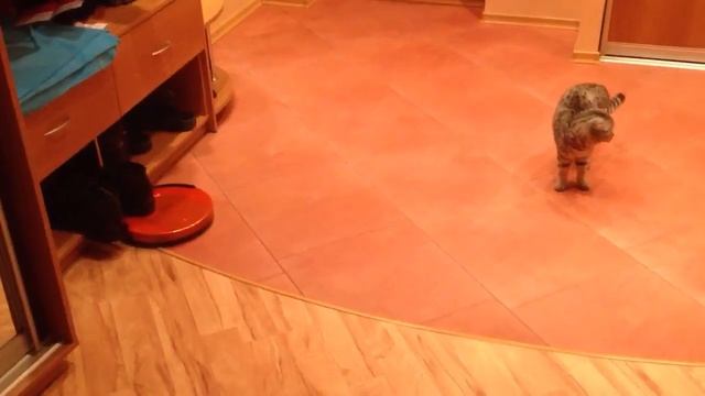 Кошка и робот пылесос смотреть онлайн