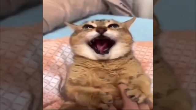 кот орун смотреть онлайн