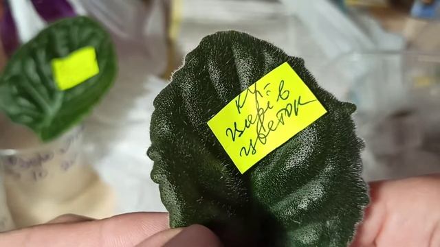 Посадка листьев фиалки смотреть онлайн