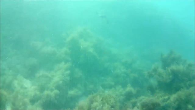 Скат хвостокол Подводная охота на Чёрном море в Крыму смотреть онлайн