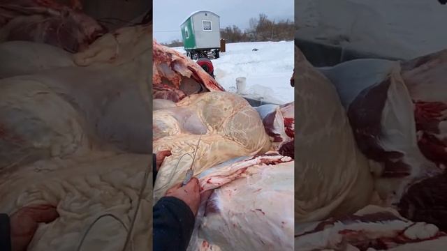 Бык 750 кг,выход мясо? 424 смотреть онлайн