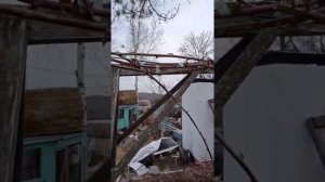 Весенняя обрезка и подвязка черной малины Кумберленд.