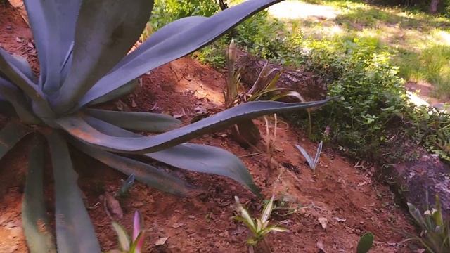 My Agave, Cactus and Succulent Garden. My it has grown,started in 2020. смотреть онлайн
