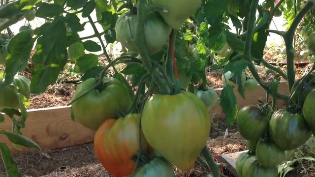 Обзор Очень Урожайных Коллекционных Сортов Томата 2021 смотреть онлайн