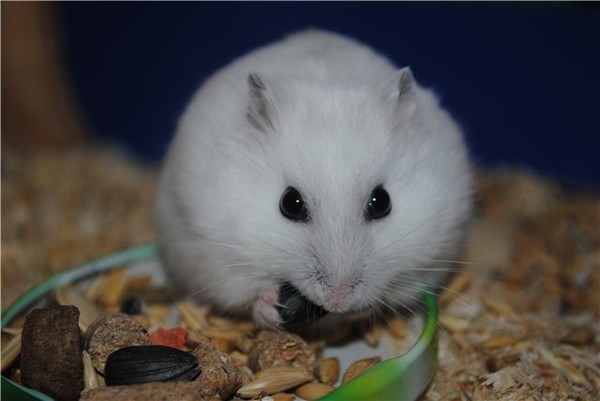 ХОМЯЧЕК джунгарик ест яйцо смотреть онлайн