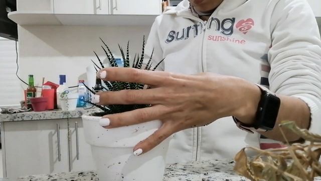 RESCATANDO UNA SUCULENTA A PUNTO DE PODRIRSE | cuidados de la Haworthia attenuata смотреть онлайн