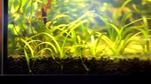 Нитчатые водоросли! - Причины появления. Как побороть нитчатку?