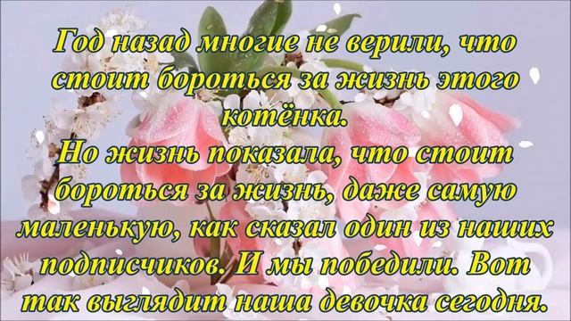 У Беляши день рождения! смотреть онлайн
