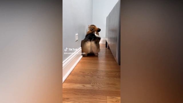 Benjamins Deli Viral TikTok Dance Trend смотреть онлайн