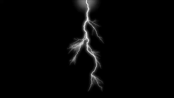 Zoology Presentation (Medusa Cnidarian)