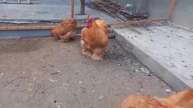 Paleviy koxinxin, Палевый кохинхин, Fawn cochinquin смотреть онлайн