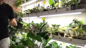 Выросли детки филодендронов Биллитау мраморный Голден сатин