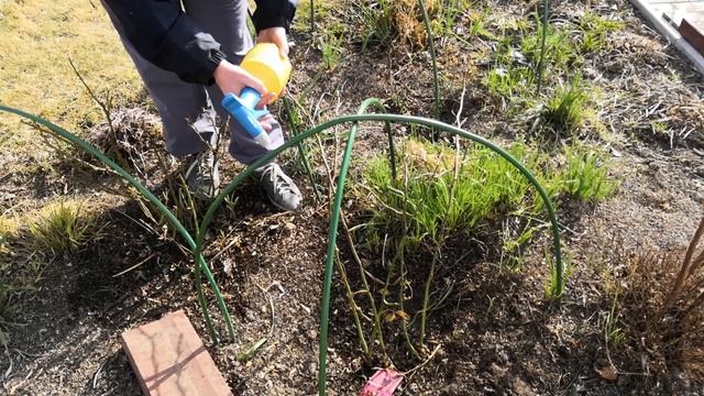 УБИРАЕМ ЗИМНЕЕ УКРЫТИЕ РОЗ. Правильно и вовремя смотреть онлайн