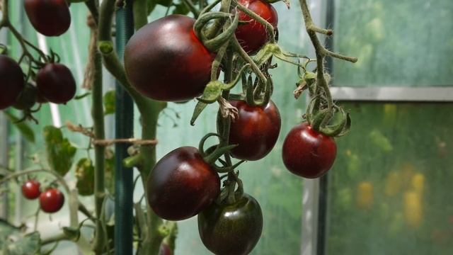 Томаты Черри обзор | Урожайные сорта Черри | Лучшие сорта помидор Черри по версии Ленивого Огорода смотреть онлайн