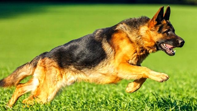 Всю жизнь пес жил в разваленной будке! Хозяин привязал его на короткую цепь для того, чтобы…!