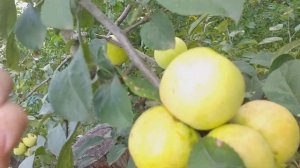 Яблоки родом из детства. Яблоня Антоновка. Старинный сорт