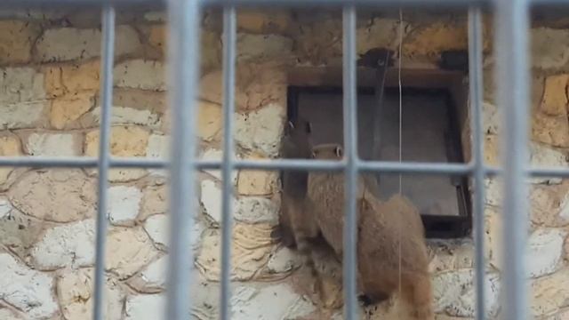 Забавные животные Носуха воспитывает своего детеныша Funny Coati смотреть онлайн