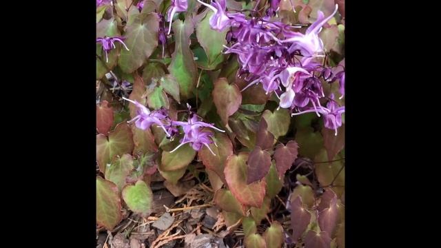 Цветы в саду .Цветение горянок(Epimedium ) цветов эльфов Бандит,Лилафи ,незабудочник смотреть онлайн