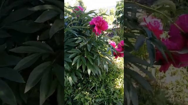 Время пионов?? смотреть онлайн