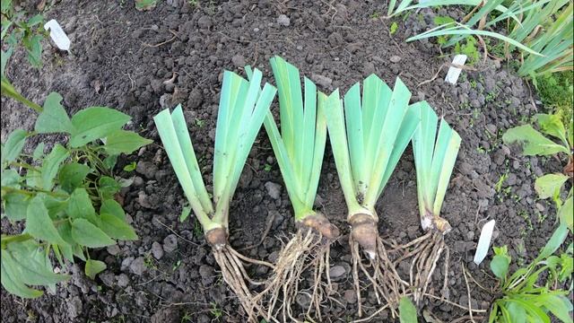 ПОСАДИТЕ ИРИСЫ ПРАВИЛЬНО! Пересадка и посадка ирисов пошагово. смотреть онлайн