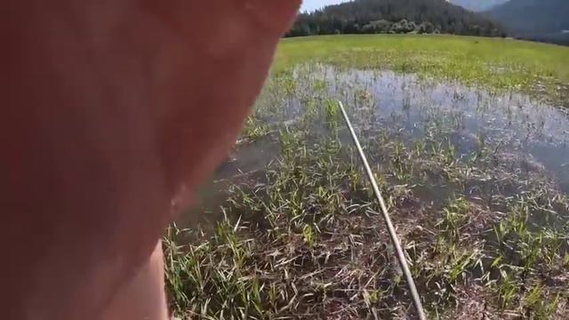 Spearfishing GIANT Carp!! Absolute Madness (75+ Carp) смотреть онлайн
