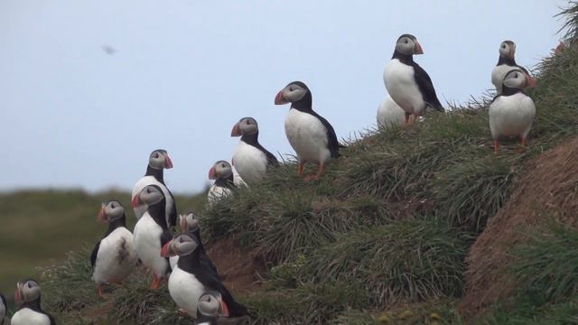 За полярным кругом на маленьком кусочке суши и рай дикой природы севера. North Iceland and puffins смотреть онлайн