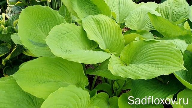 Огромная хоста Денди Лайон (Dandy Lion), в моем саду смотреть онлайн