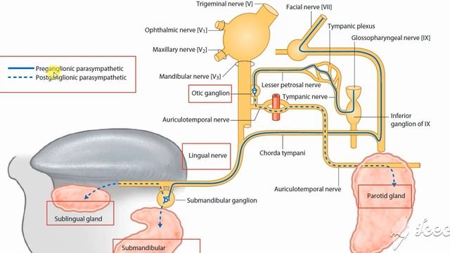 Submandibular salivary gland nerve supply 1 смотреть онлайн