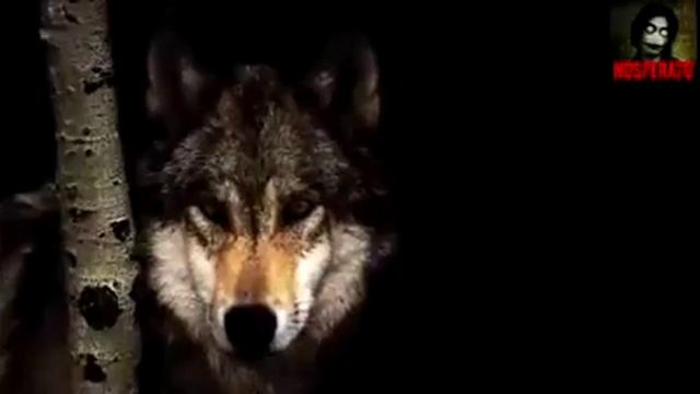 Стих про волка смотреть онлайн