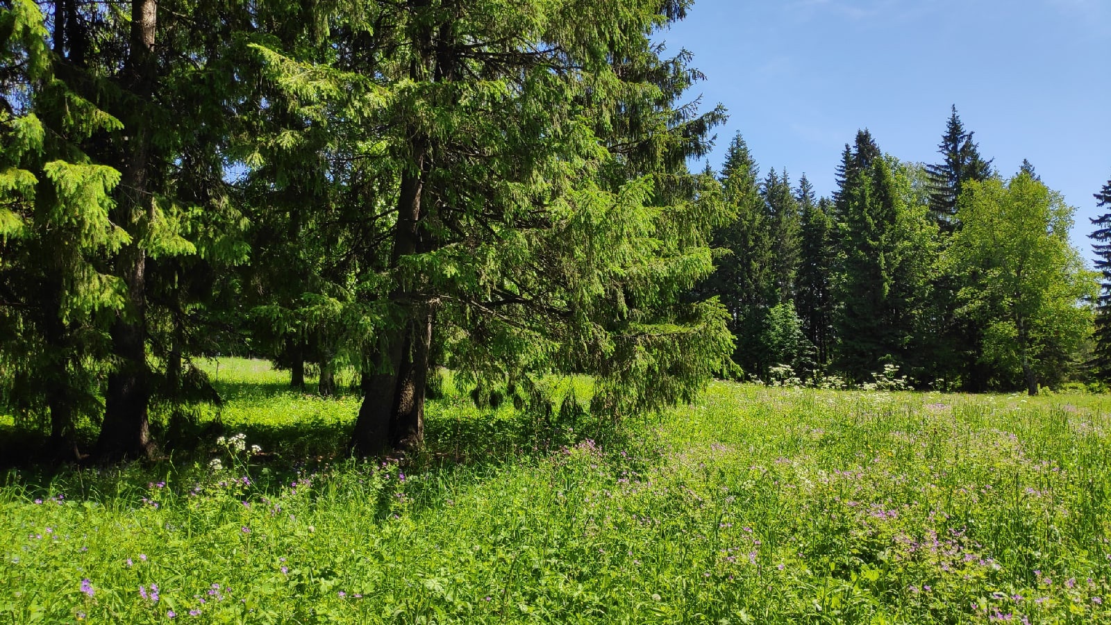 ГРИБЫ. конец сентября 2022 смотреть онлайн