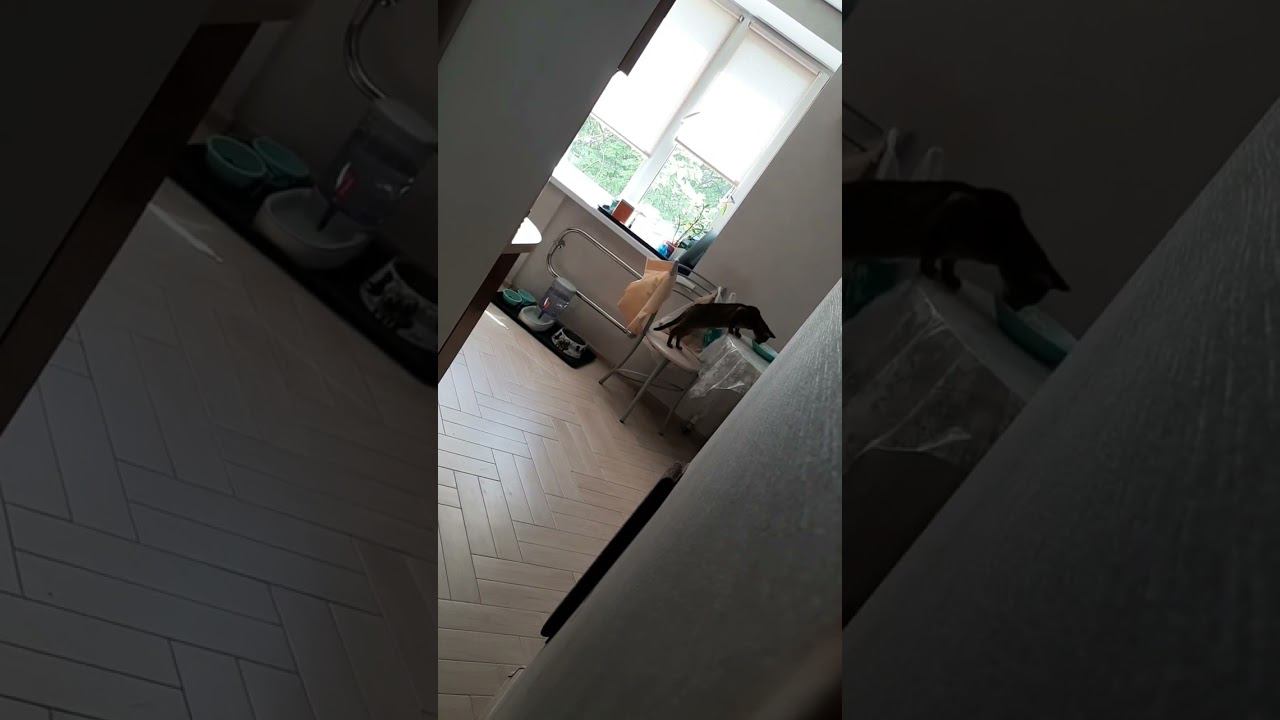 ✔ Ася хитро попик... #youtube #кошки #shorts #домашниеживотные #смешные